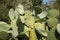 Bush of tzabar cactus, or prickly pear (Opuntia fi