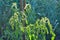 Bush unripe green tomatoes in the garden