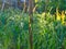 Bush unripe green tomatoes in the garden