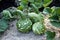 Bush varieties of squash,