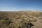 Bush vegetation on sand dune in desert