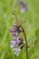 Bush Vetch