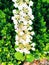 A bush of Viburnum dilatatum white flowers blossoming