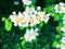 A bush of Viburnum dilatatum white flowers blossoming