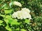 A bush of Viburnum macrocephalum or Hydrangea flowers blooming