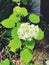 A bush of Viburnum macrocephalum or Hydrangea flowers blooming