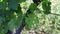 Bush vine. Closeup. Green vineyard. Young grape wine