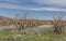 Bush vines in the early winter sunshinein the Rioja