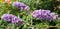 A bush of violet flowers Buddleja davidii