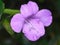 Bush violet with rain drops