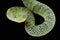 Bush viper / Atheris squamigera