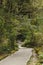 Bush Walk in Franz Josef, New Zealand.