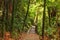 Bush Walkway, Waitomo, Waikato