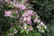 Bush of Weigela florida in full bloom in May