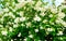 Bush of white aromatic jasmine