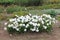 A bush of white asters meets the dawn in a city park. A bush of white asters on an isolated background