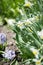 A bush of white daffodils Narcissus Actaea