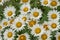 A bush of white daisies in the garden. Summer flower. Gardening. Buds close up. Chamomile petals. Floral background