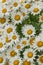 A bush of white daisies in the garden. Summer flower. Gardening. Buds close up. Chamomile petals. Floral background