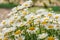 A bush of white daisies in the garden. Summer flower. Gardening. Buds close up. Chamomile petals. Floral background