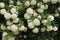 Bush of white hortensia blossoming flowers in the background of a bunch of many other flowers on the branches in bloom on a summer