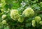 Bush white hydrangea, large head of small flowers lemon color close-up spring