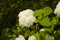 Bush of white hydrangeas. Summer garden. Hydrangeas in bloom