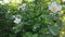 Bush of white jasmine in a spring windy day