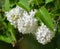 A bush of white lilac, three clusters of flowers in full bloom