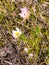 bush of white pasqueflower flowers with a bright yellow central part, attract insects in rays of the bright spring sun