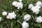 bush of white-pink lush peonies