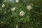 Bush of white roses.  Blooming plants in the garden.  Shrub with thorns.  Thorny rose plant.