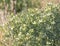 A bush of white wildflowers