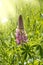 Bush Of Wild Flowers Lupine In Summer Field Meadow At Sunset Sunrise. Lupinus, Commonly Known As Lupin Or Lupine, Is A Genus Of