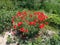 Bush of wild red poppies. Beautiful wildflowers. Blurred background. Poppy field. Delicate petals of poppies. Bright flora