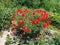 Bush of wild red poppies. Beautiful wildflowers. Blurred background. Poppy field. Delicate poppy petals glisten in the