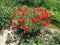 Bush of wild red poppies. Beautiful wildflowers. Blurred background. Poppy field. Delicate poppy petals glisten in the