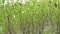Bush willow. Salix. Panorama of branches with leafs.