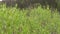 Bush willow. Salix. Panorama of branches with leafs.