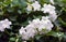 bush of a winding plant with pure white beautiful flowers, an exotic