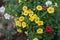 bush of yelllow petunia in garden