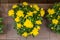 Bush of yellow chrysanthemums blossom in a flower pot, top view. Romantic bouquet of blooming golden chrysanthemums, natural fresh