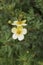 Bush yellow cinquefoil