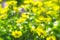 Bush yellow daisies doronikum on the garden bed. The photo was taken on a soft lens. Blurring art