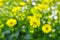 Bush yellow daisies doronikum on the garden bed. The photo was taken on a soft lens. Blurring art