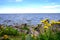 A bush of yellow dandelion against the background of the blue Baltic Sea. Gulf of Finland. Mountain sea shore flower bush landscap