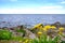 A bush of yellow dandelion against the background of the blue Baltic Sea. Gulf of Finland. Mountain sea shore flower bush landscap