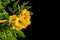 Bush of Yellow elder, Trumpetbush or Trumpet Flower on the branch isolated on black