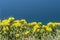 Bush of yellow flowers on the background of the blue sea. Mountain seashore floral shrub landscape. Sea panorama. Place for the