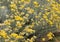 Bush of yellow flowers of Helichrysum italicum